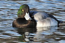 Image result for Aythya marila