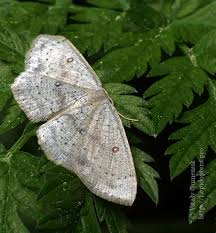 Attēlu rezultāti vaicājumam “Cyclophora albipunctata”