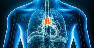 Image result for Thymus