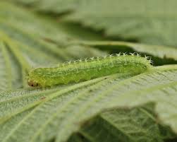 Attēlu rezultāti vaicājumam “Lasioptera rubi larva”
