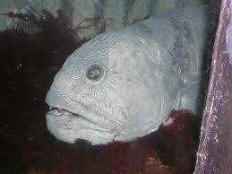 Image result for Anarhichas denticulatus