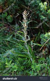 Attēlu rezultāti vaicājumam “Gnaphalium sylvaticum flower”