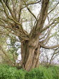 Attēlu rezultāti vaicājumam “Salix pentandra leaf”