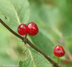 Attēlu rezultāti vaicājumam “Lonicera xylosteum fruit”