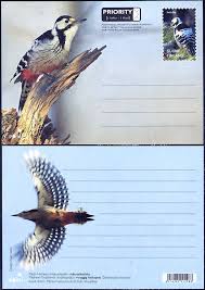 Attēlu rezultāti vaicājumam “Dendrocopos leucotos female”