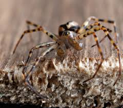 Attēlu rezultāti vaicājumam “Neriene montana”