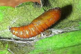 Attēlu rezultāti vaicājumam “Acleris aspersana”