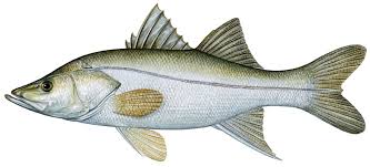 Image result for Centropomus parallelus