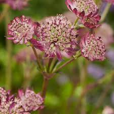 Attēlu rezultāti vaicājumam “Astrantia major flower”