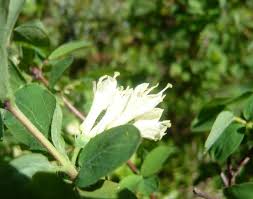 Attēlu rezultāti vaicājumam “Lonicera caerulea var. pallasii”
