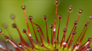 Attēlu rezultāti vaicājumam “Drosera rotundifolia fruit”