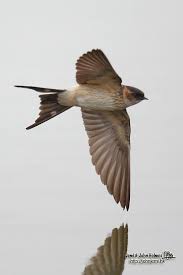 Image result for Cecropis daurica