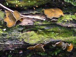 Attēlu rezultāti vaicājumam “Chlorencoelia versiformis”