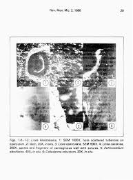 Attēlu rezultāti vaicājumam “Colloderma sp.”