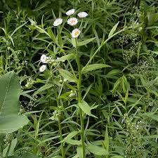 Attēlu rezultāti vaicājumam “Erigeron annuus”