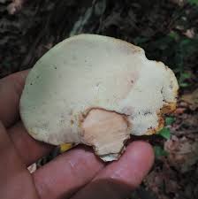 Attēlu rezultāti vaicājumam “Buglossoporus quercinus”