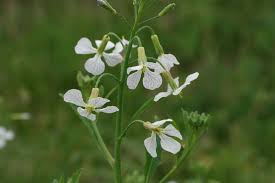 Attēlu rezultāti vaicājumam “Raphanus raphanistrum flower”