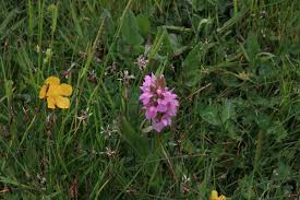 Attēlu rezultāti vaicājumam “Eleocharis uniglumis flower”
