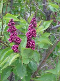 Attēlu rezultāti vaicājumam “Syringa vulgaris fruit”