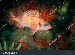 Image result for Sebastes fasciatus