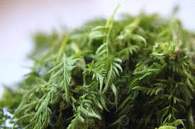 Attēlu rezultāti vaicājumam “Anthriscus sylvestris leaf”