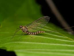 Attēlu rezultāti vaicājumam “Siphlonurus”