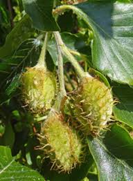 Attēlu rezultāti vaicājumam “Fagus sylvatica male flower”
