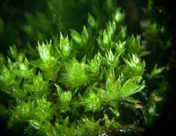 Attēlu rezultāti vaicājumam “Bryum schleicheri”