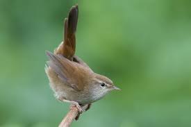 Image result for Cettia cetti