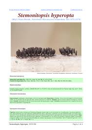 Attēlu rezultāti vaicājumam “Stemonitopsis hyperopta”