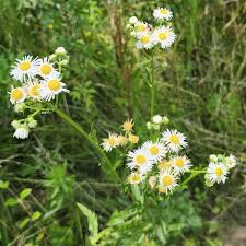 Attēlu rezultāti vaicājumam “Erigeron annuus”