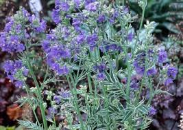 Attēlu rezultāti vaicājumam “Polemonium caeruleum flower”
