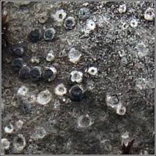 Attēlu rezultāti vaicājumam “Petractis sp.”