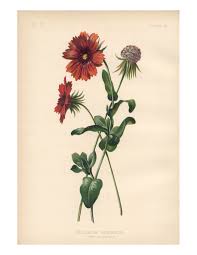 Image result for Gaillardia amblyodon