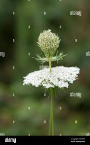 Attēlu rezultāti vaicājumam “Umbelliferae”