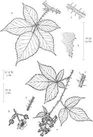 Attēlu rezultāti vaicājumam “Rubus plicatus leaf”
