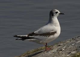 Attēlu rezultāti vaicājumam “Larus minutus”