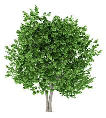 Attēlu rezultāti vaicājumam “Ginkgo biloba”