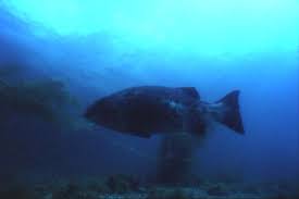 Image result for Stereolepis gigas