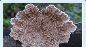 Attēlu rezultāti vaicājumam “Schizophyllum commune”