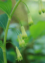 Attēlu rezultāti vaicājumam “Polygonatum multiflorum  flower”
