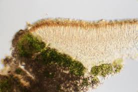 Attēlu rezultāti vaicājumam “Lecanora argentata”