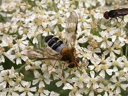 Attēlu rezultāti vaicājumam “Leucozona glaucia”