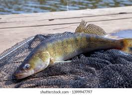 Image result for Sander lucioperca