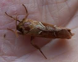 Attēlu rezultāti vaicājumam “Hepialus sylvina”