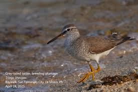 Image result for Tringa brevipes