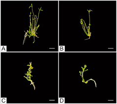 Attēlu rezultāti vaicājumam “Linaria loeselii bud”