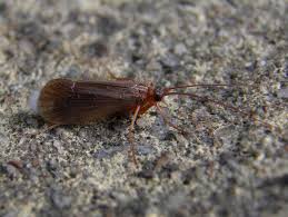 Attēlu rezultāti vaicājumam “Chaetopteryx villosa”