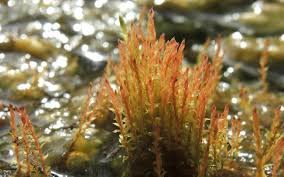 Attēlu rezultāti vaicājumam “Bryum weigelii”