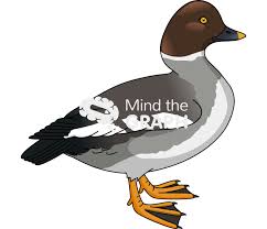 Attēlu rezultāti vaicājumam “Bucephala clangula”